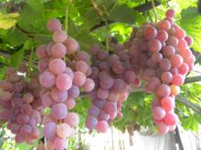 興安縣[廣西桂林市轄縣]