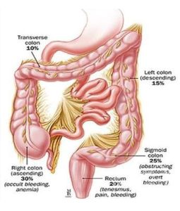 肛腸疾病 肛腸疾病