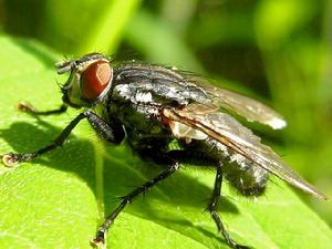 棕尾別麻蠅 棕尾別麻蠅