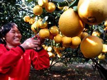 新寧縣果農採收臍橙