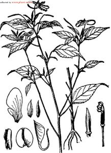 翼萼鳳仙花 翼萼鳳仙花