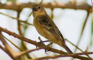 圖馬食籽雀 圖馬食籽雀