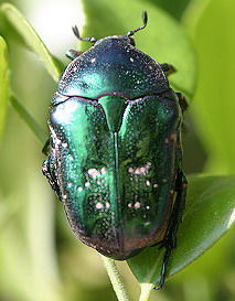 綠艷白點花金龜 綠艷白點花金龜