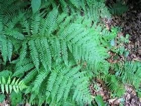 高山鱗毛蕨組 高山鱗毛蕨組