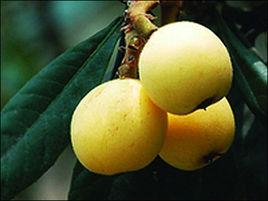 寧海白枇杷 寧海白枇杷