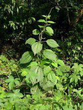 哈拉海植株形態