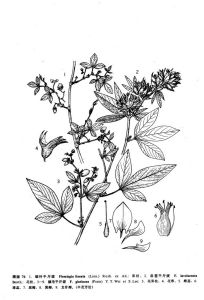 腺毛千斤拔 腺毛千斤拔