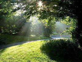 大興安嶺新林美人松原始森林 大興安嶺新林美人松原始森林