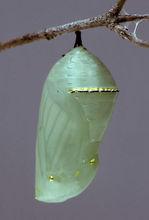 黑脈金斑蝶（懸蛹）