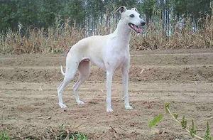 惠比特犬 惠比特犬