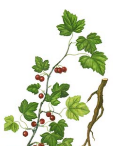 四川茶藨子 四川茶藨子