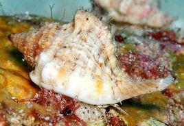 紅口法螺 紅口法螺