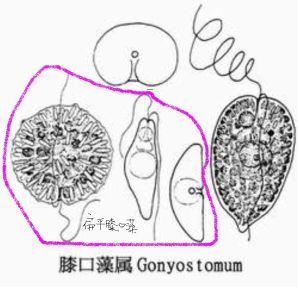 扁形膝口藻 扁形膝口藻