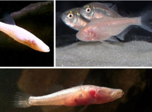 墨西哥盲魚 墨西哥盲魚