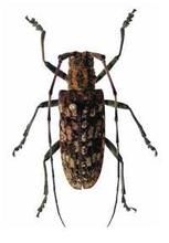 棒毛小爪蟎 棒毛小爪蟎