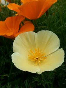 金英花[植物名]