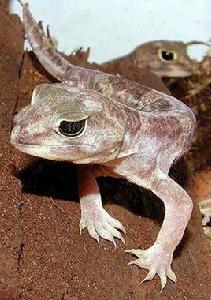 白眉守宮 白眉守宮