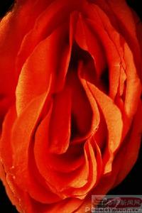 《玫瑰的夢》 《玫瑰的夢》