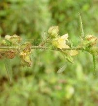 心葉黃花稔 心葉黃花稔