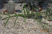 青柳[仙人掌科絲葦屬，是一種附生類仙人掌]