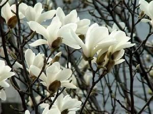 中國玉蘭花之鄉——雲陽鎮