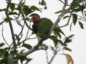 紅頰鸚鵡