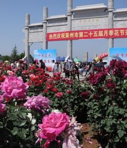 萊州月季花節 萊州月季花節