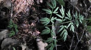 高山全葉山芹 高山全葉山芹