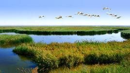 紅纖維蝦海藻 紅纖維蝦海藻