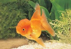 金魚[由鯽魚改良而成的觀賞魚類的統稱]