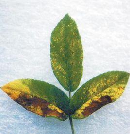 玫瑰鏽病 玫瑰鏽病