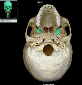 外板[解剖名稱，顱骨外板]