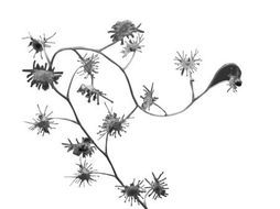 長葉腺萼木 長葉腺萼木