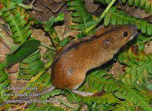 黑線鼠的生活場所