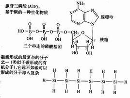 碳基生命 碳基生命