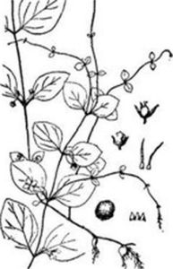 蔓假繁縷 蔓假繁縷