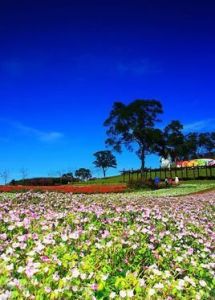 大溪花海農場 大溪花海農場