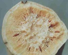 馬鈴薯白線蟲 馬鈴薯白線蟲