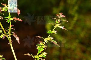 蜜蜂花屬 蜜蜂花屬