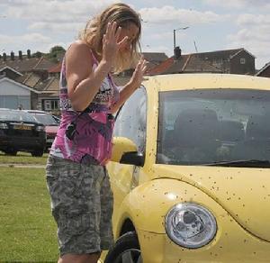 英國局部七星瓢蟲大爆發