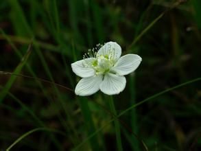 短瓣烏頭 短瓣烏頭