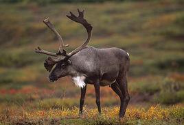 北歐馴鹿 北歐馴鹿