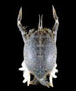 側指蟬蟹 側指蟬蟹