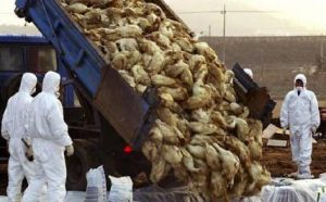 2003年，韓國幾個農場爆發禽流感，韓國政府因此決定撲殺了近百萬隻雞和鴨。