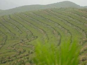 金廠溝梁鎮生態建設