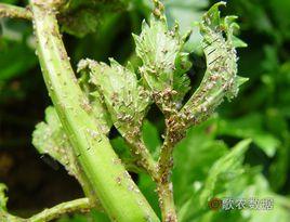芹菜蚜 芹菜蚜