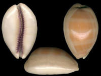 中文學名: 厚緣紫口寶螺 拉丁學名: Cypraea carneola crassa,Lyncina carneola crassa 界: 動物界 門: 軟體動物門 綱: 腹足鋼 目: 中腹足目 科: 寶螺科 種: 紫口寶螺 亞種: 厚緣紫口寶螺 命名時間: Gmelin 1791 英文名稱: Carnelian Cowrie