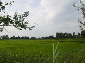 鑫安源綠色生態園 鑫安源綠色生態園