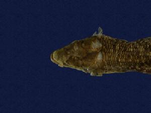 （圖）岩岸島蜥