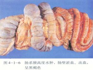 豬痢疾病變腸道